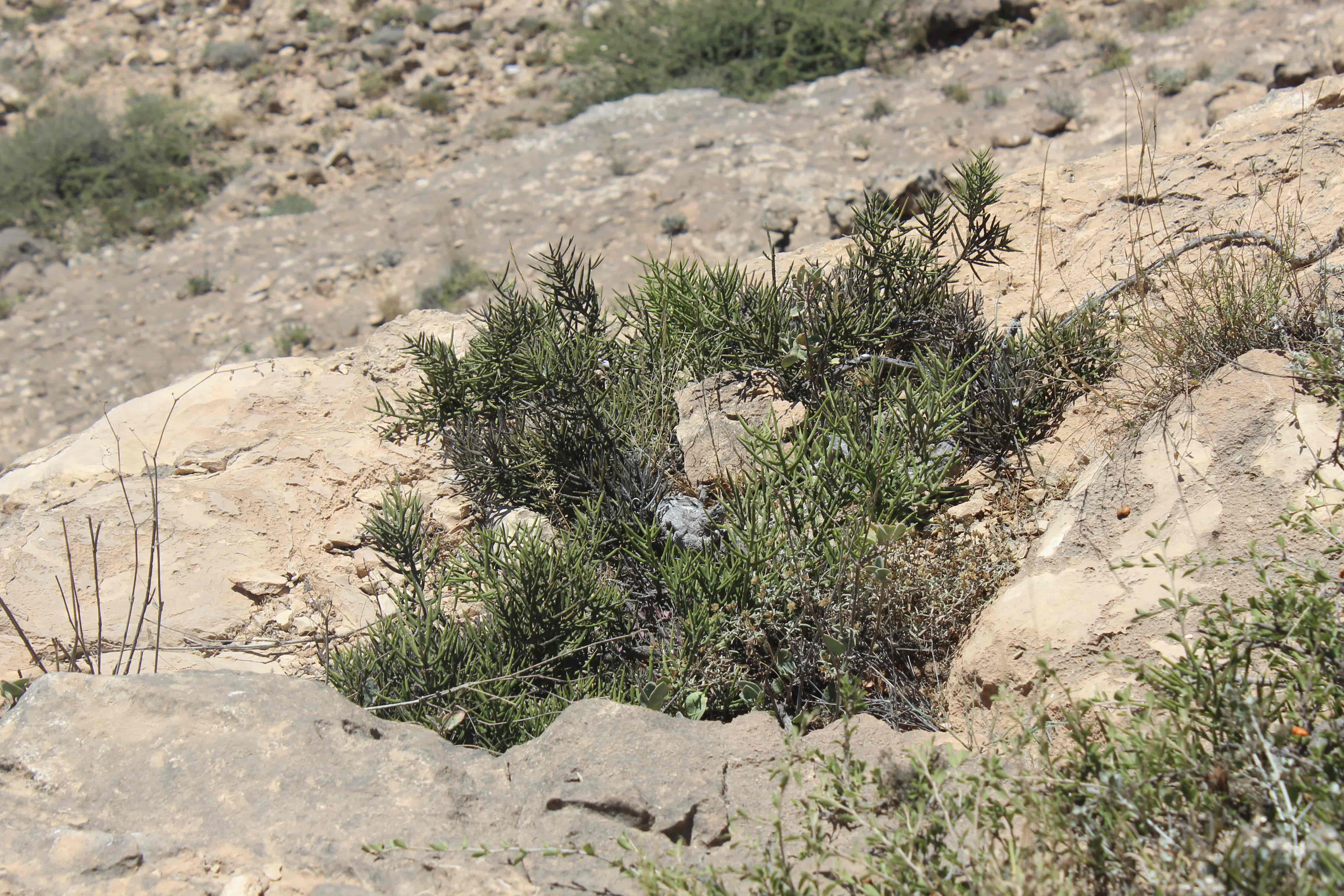 Plant Image